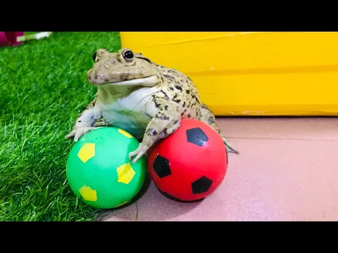 Download MP3 Amazing goalkeeper frog / funny frog 🐸