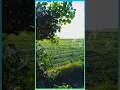 Download Lagu STORY WA UNTUK KITA RENUNGKAN ( Ebiet G Ade )