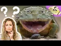 Do Frogs Have Teeth