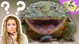 Do Frogs Have Teeth