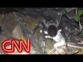 Giant spider surprises scientists may give you nightmares