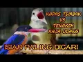 Download Lagu KAPAS TEMBAK VS TENGKEK RAJA UDANG |birds singing| |birds training|