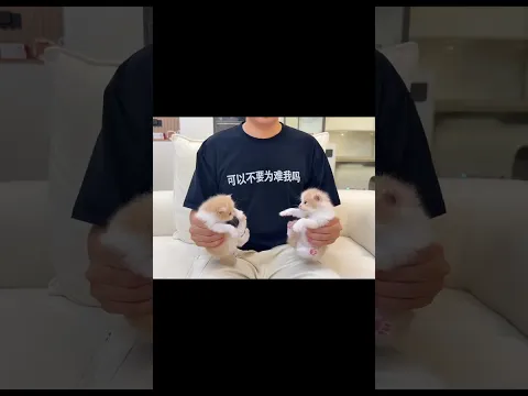 果然能一分为二诶 #小奶猫的成长日记 #铲屎官的乐趣 #万物可爱计划