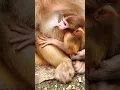 Download Lagu monkey baby 🐒 कैसे अपनी मां के आंचल में बैठकर दूध पी रहा है।#monkey #milk #drink #viral #shorts#like