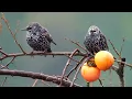 4K Relaxing Birdsong Under Rain Clouds 🌧️ Peaceful Piano & Nature Sounds for Better Sleep 🌙