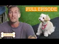 Heart-breaking Street Dog Could Be Impossible To Rehome Full Episode S4 Ep10 Lucky Dog