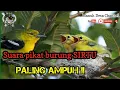 Download Lagu Suara Pikat Paling AMPUH !! burung SIRTU BETINA dan SIRTU ANAKAN