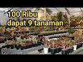 Download Lagu OBRAL AGLONEMA MURAH❗Pusat Tanaman Hias Aglonema