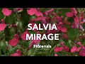Lagu Florensis | Salvia Mirage™