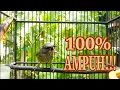 Download Lagu Terapi Burung Opior jawa macet Biar Gacor--Masteran Opior Jawa Gacor