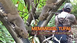 Download MEMANGGIL TUPAI #56 || Hunting Tupai || Suara Tupai Pemikat MP3