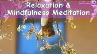 Meditation With Cute Squirrels Fall Version