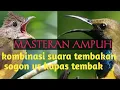 Lagu Adu tembakan burung sogon vs burung kapas tembak