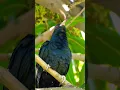 Download Lagu cuckoo bird sound voice awaz koyal ki awaz #cuckoo #voice #sound #awaz #wildlife #nature