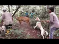 Download Lagu BERBURU DI HUTAN PINUS SUMATRA !!! MEMBUAT PENGHUNI NYA BERHANBURAN KELUAR SARANGNYA