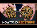 How to Identify REDSTRIPE in Ball Pythons