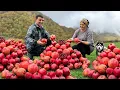Download Lagu Pomegranate Jam and Fried Fish in the Mountains! The Variety Of Tastes Of Nature