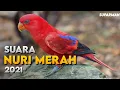 Download Lagu SUARA BURUNG NURI MERAH - PIKAT BURUNG NURI MERAH