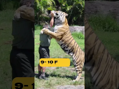 Biggest tiger in the world #shorts #k3factsfactory #animals