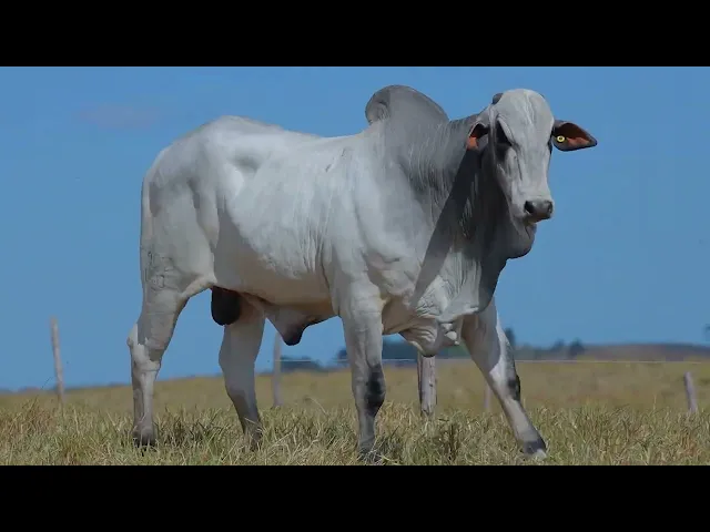 Touro Nelore SABZ - 140