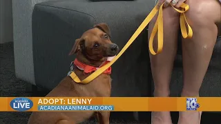 Pet of the Week Adopt Lenny Acadiana Animal Aid s Pet of the Week