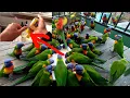 Download Lagu Lorikeet attracting SECRET FORMULA!!!🤓⚗️🧪🍲🌈🦜🦜🦜🦜😀😍😊