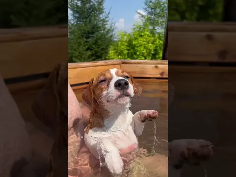 🐶💦 ¡Mira lo que hace cuando entra al jacuzzi! 😂🐶🤣 #Comedy