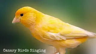 the best canary singing audio for training