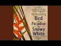 Download Lagu Bird of Paradise