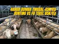 Download Lagu HARGA DOMBA MAKIN MURAH? BERIKUT HARGA DOMBA TERBARU di NUSANTARA JAYA FARM BLITAR❤️‍🔥❤️‍🔥