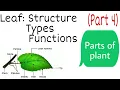 Leaf Structure Types Functions Parts of plant part-4