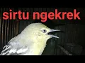 Download Lagu sirtu bisu sirtu bahan akan nyaut setelah dengar suara ini sirtu ngekrek tarik burung sirtu bunyi 👍👍