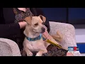 Paws to Care Humane Society of NWLA