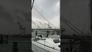 Tiger Shark Returns #secondhandsailors #sailing #sailinglife #svdaisymae