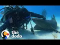 Diver Befriends A Relentless Nurse Shark The Dodo Wild Hearts