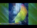 Download Lagu masteran lovebird kusumo durasi 30 menit