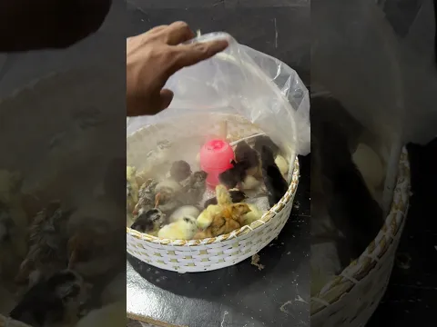 Crazy Egg hatching - amaizng egg incubator.