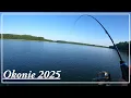 Download Lagu Pierwsze czerwcowe okonie 2025 Najładniejsze OKONIE stały przy zielu / Wędkarstwo 2025