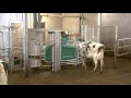 Download Lagu GEA Dairy Farming - Erfahrungsbericht mit der neuen Monobox der Familie Valkengoed - Testimonial DE