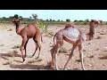 Download Lagu Two Beautiful Wild Camel Baby Enjoying Dancing Jumping Male Female Baby's Lovely Little Baby