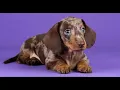 10 Rarest Dachshund Colors in the World