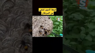 لسعة الدبور تساعد على الشفاء من السرطان وفق دراسة بريطانية حديثة 