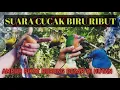 Download Lagu SUARA CUCAK BIRU RIBUT // TERBARU 2021 yang paling #AMPUH pikat burung besar