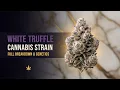 What is White Truffle Full Cannabis Strain Breakdown Genetics