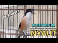 burung cendet gacor NARUNG BONGKAR EMOSI PANCINGAN CENDET AGAR BUNYI bikin BURUNG PENTET GACOR NYAUT