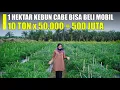 Download Lagu Luar Biasa!! Tanam 1 Hektar Cabe Bisa Beli Mobil Pajero
