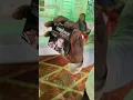 Download Lagu 😂When grooms meet his best friend.(this is not a promtional vidoe) #funny #groom #shorts #wedding