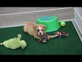 Meet Ares the Beabull Puppy