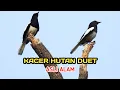 Download Lagu Suara Duet Kacer Asli Langka Dari Alam