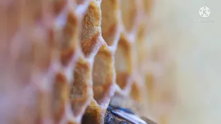 نغمات إسلامية يرتوي بالحب قلبي 